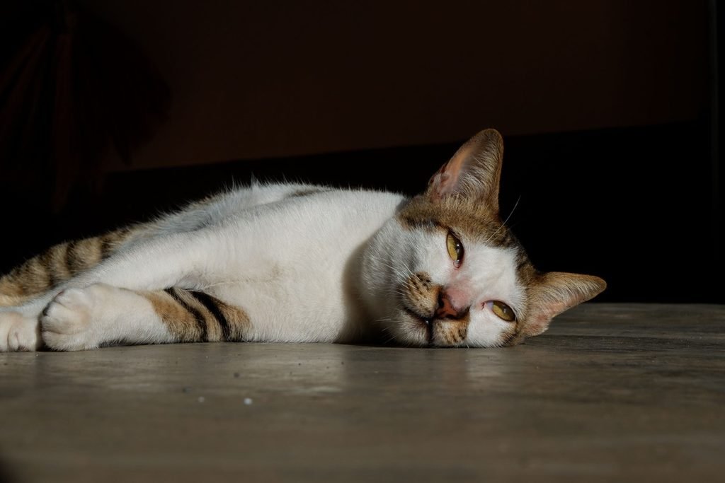 Stressed white tabby cat lying on the floor - why is there blood in my cat's urine