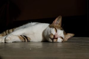 Stressed white tabby cat lying on the floor - why is there blood in my cat's urine