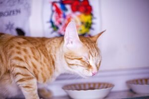 Orange tabby cat with closed eyes eating from a white bowl, a common scene when a cat is eating but losing weight