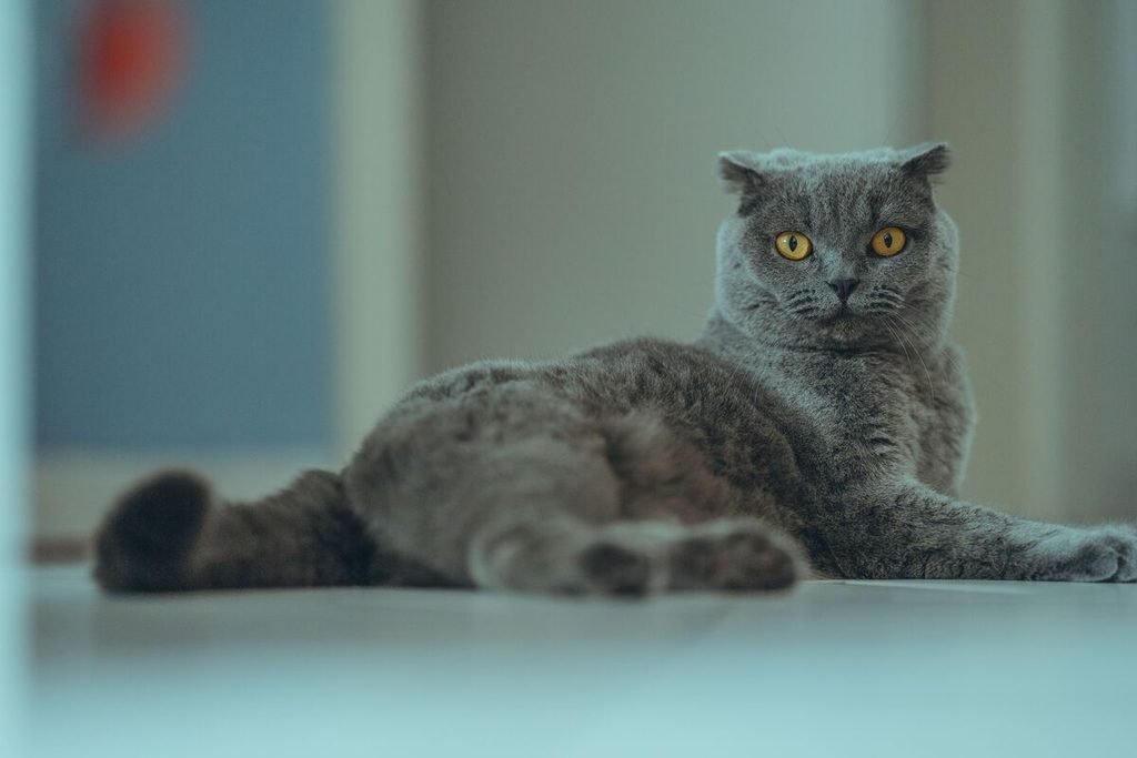 Grey Scottish Fold cat with orange eyes lying on the floor and looking at the camera, Scottish Fold Cat Price UK