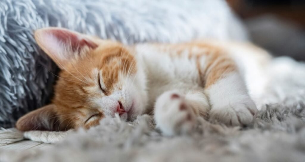 Orange and white kitten sleeping on a soft grey rug, how do kittens sleep