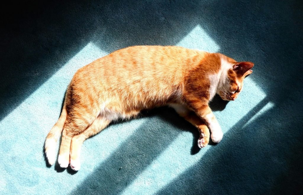 Lazy orange cat resting in sunlight, a common sign owners notice when asking why is my cat losing weight but still eating