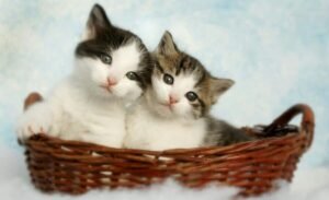 Two kittens, one black and white and one tabby and white, snuggled together in a wicker basket. For a new kitten checklist uk blog