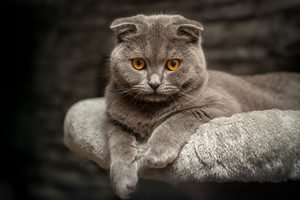 Grey Scottish Fold cat with orange eyes and folded ears resting on a soft cat bed, Scottish Fold Cat Price UK