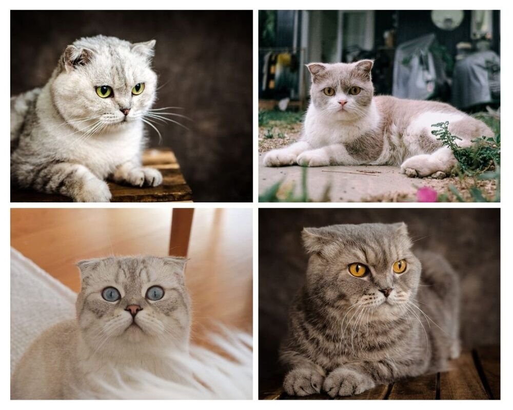Collage of four Scottish Fold cats in white, cream, grey and tabby colors, Scottish Fold Cat Price UK