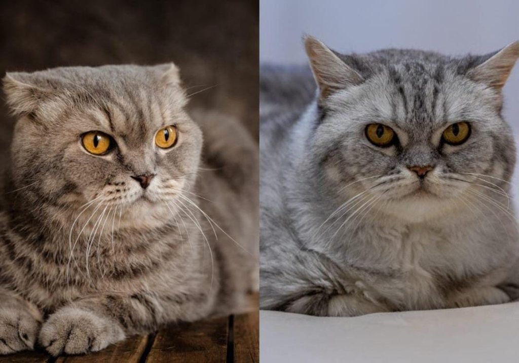 Side by side comparison of a grey tabby cat with folded ears and a silver tabby cat with upright ears, both with amber eyes
