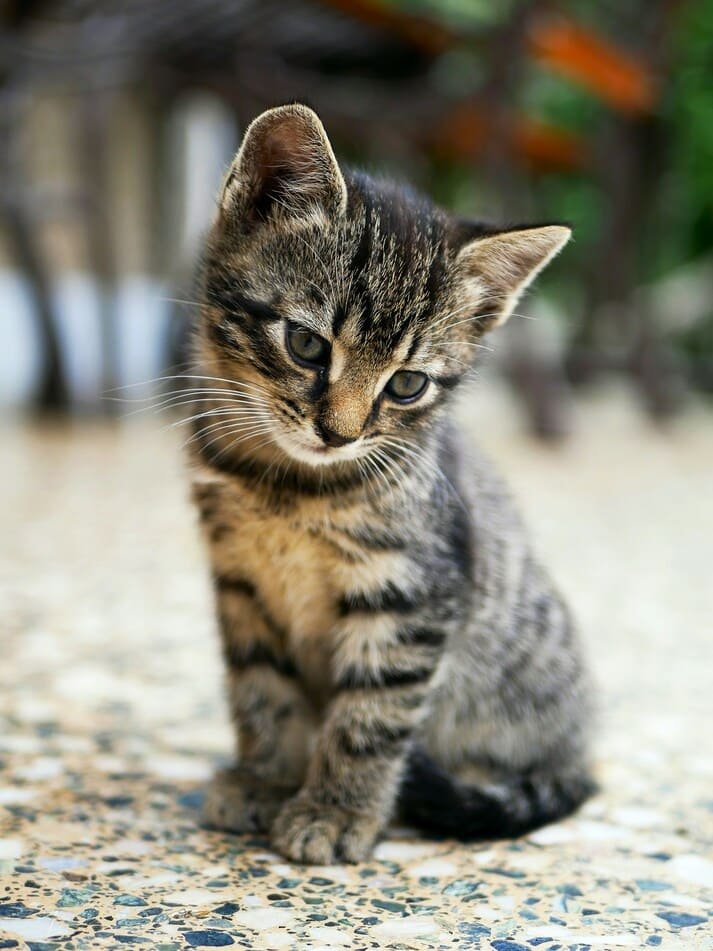 Young tabby kitten sitting on a speckled floor and looking down with a curious expression