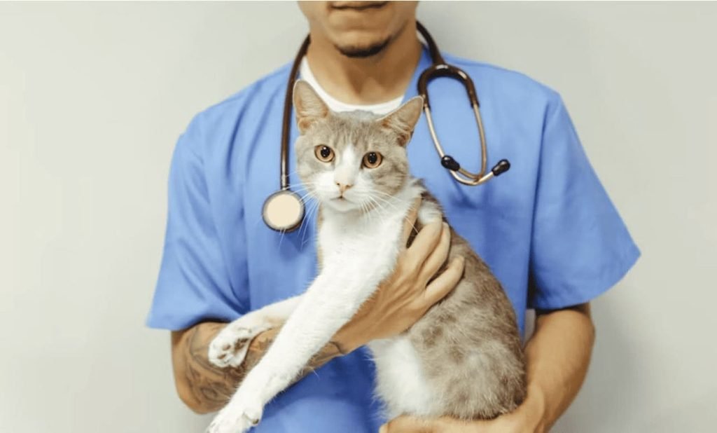 Vet in blue scrubs holding a cat during a checkup to find out why is my cat losing weight but still eating