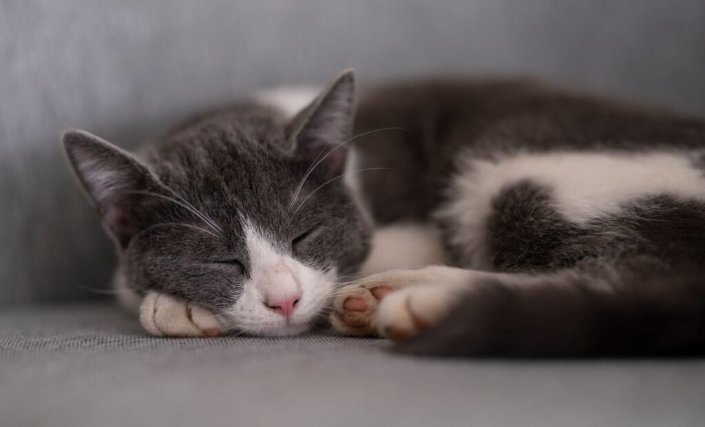 Grey and white cat sleeping peacefully on a sofa, why is my cat sleeping so much